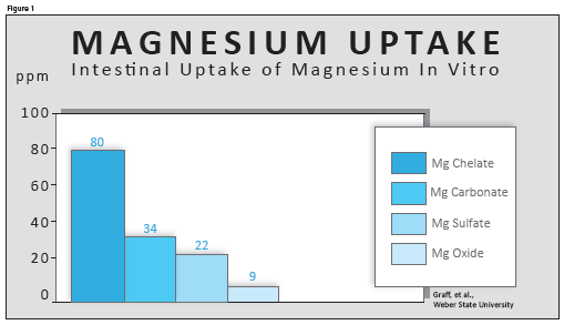 magnesium uptake